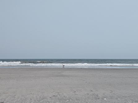 321 6th St S, 1, Brigantine, NJ, 08203 Aditional Picture