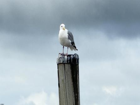 78 Windjammer, 78, Somers Point, NJ, 08244 Aditional Picture