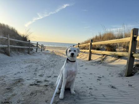 281 7th, Avalon Boro, NJ, 08202 Aditional Picture