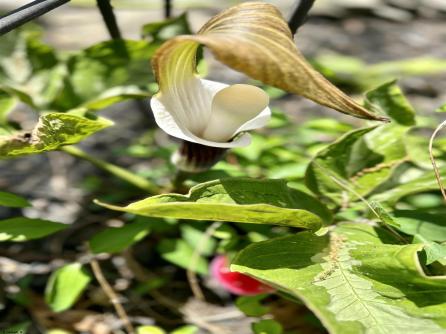 520 8th, Galloway Township, NJ, 08205 Aditional Picture