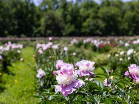 550 Hands Mill, Belleplain, NJ, 08270 Aditional Picture