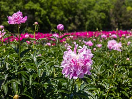 550 Hands Mill, Belleplain, NJ, 08270 Aditional Picture