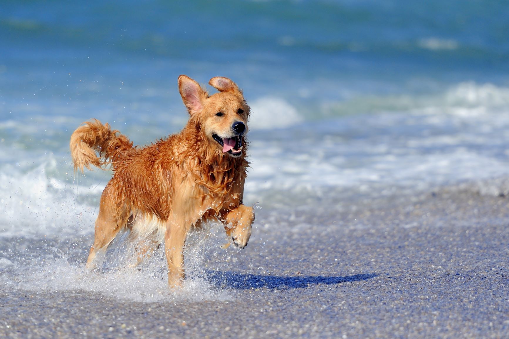 jersey shore rentals pet friendly